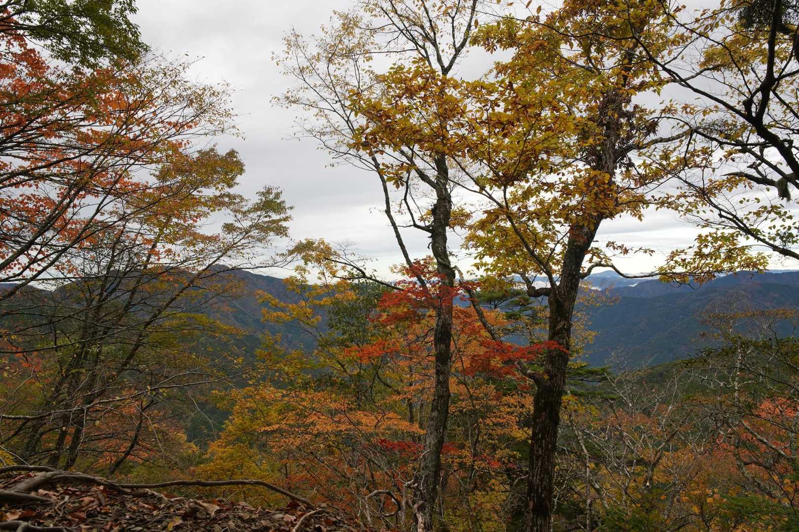 三森-麻布山-戸中山-前黒法師山 往復コースの写真
