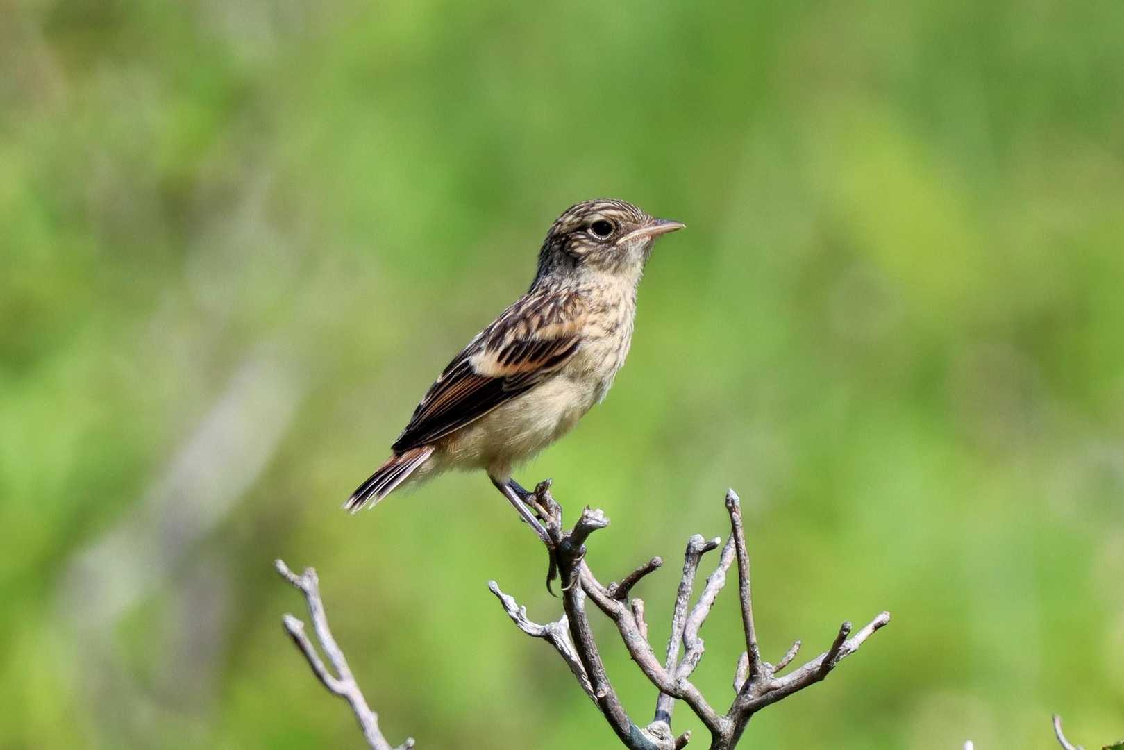 ノビタキの幼鳥
幼いけど凛々しい