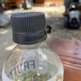 弱ってる虫ちゃんにレモネード垂らしたら一生懸命飲んでた🥰かわいー