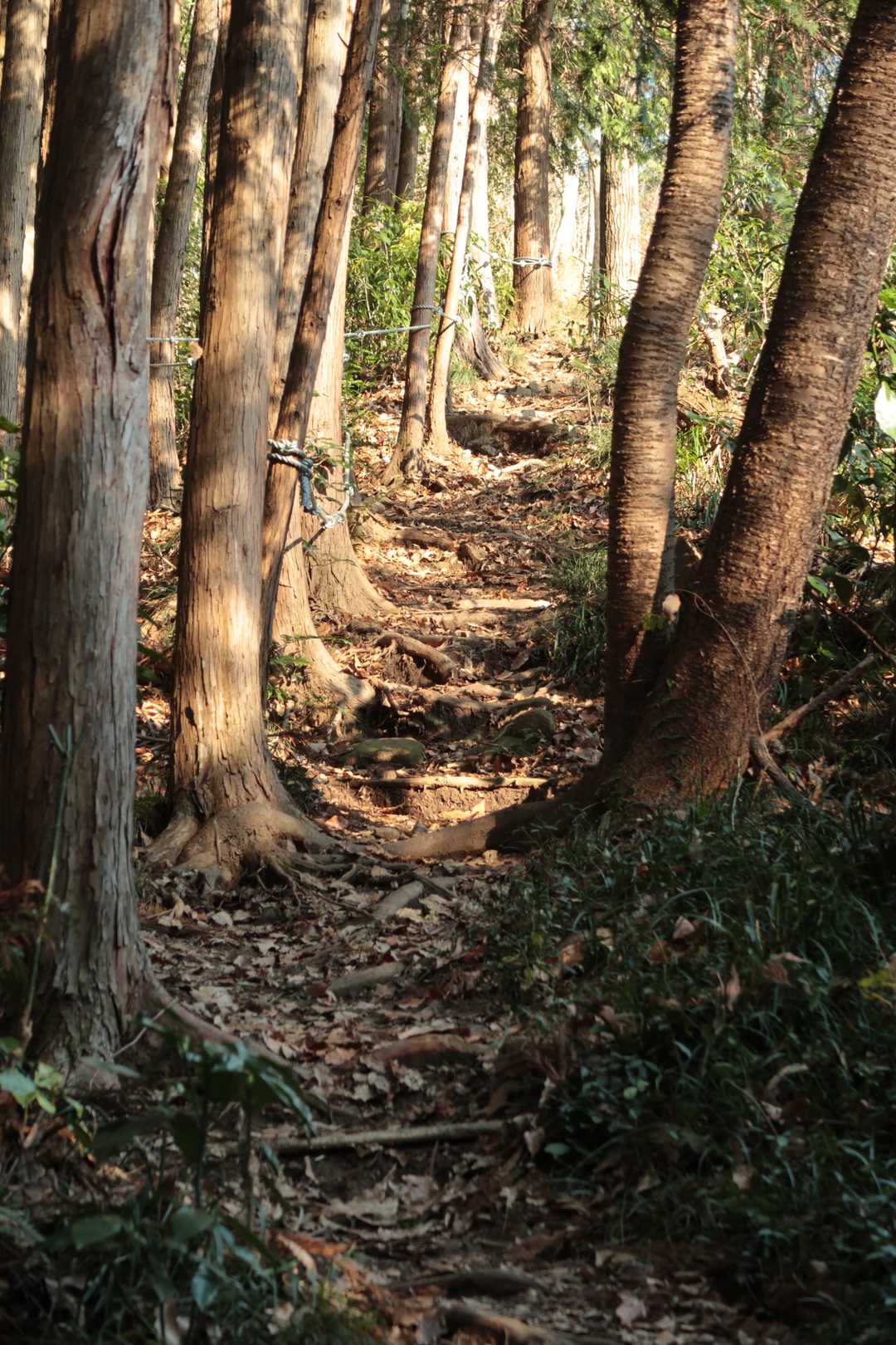 小瀬富士への急登。