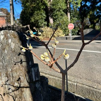 ミツマタ、もう蕾が出てきた模様。例年より早くないか？