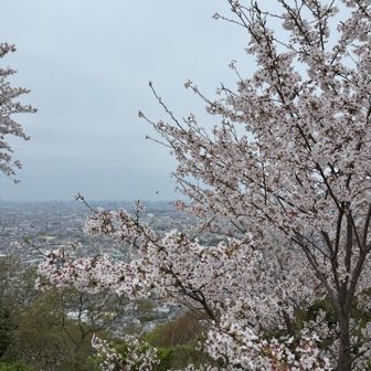 桜満開、誰もおらず貸し切り