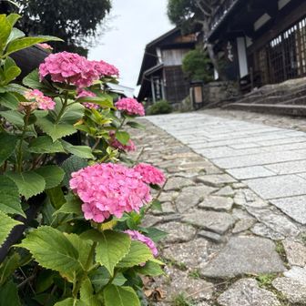 街道の脇には

ピンク　パープル　ブルー　ホワイト
色さまざまなアジサイから咲いています