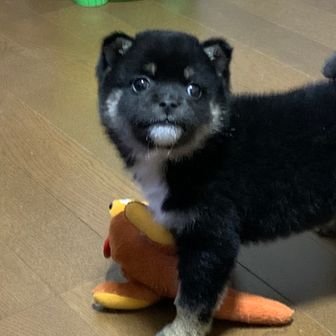 柴犬　くるみ