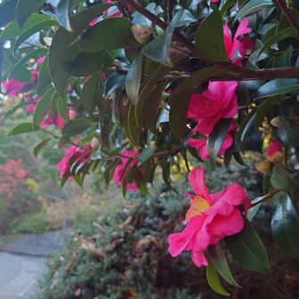 カンツバキが咲くアスファルトの急坂を降りる

前回はここで膝にきたけど、今日は大丈夫でした🦵