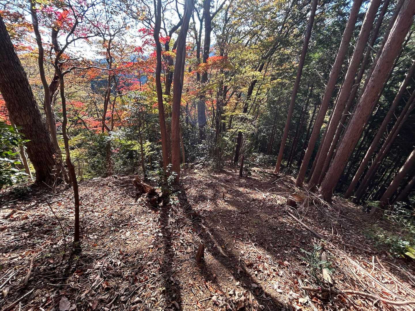 下山道は急な下りが多い。あまり歩かれていないのか蜘蛛の巣、土が柔らかく感じる🕷️