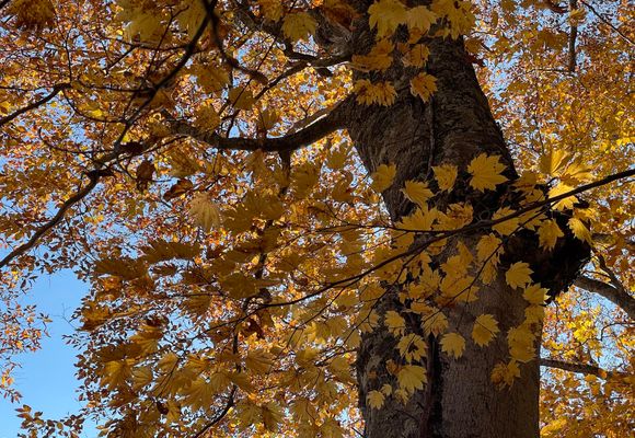 金山の最新登山情報 / 人気の登山ルート、写真、天気など | YAMAP