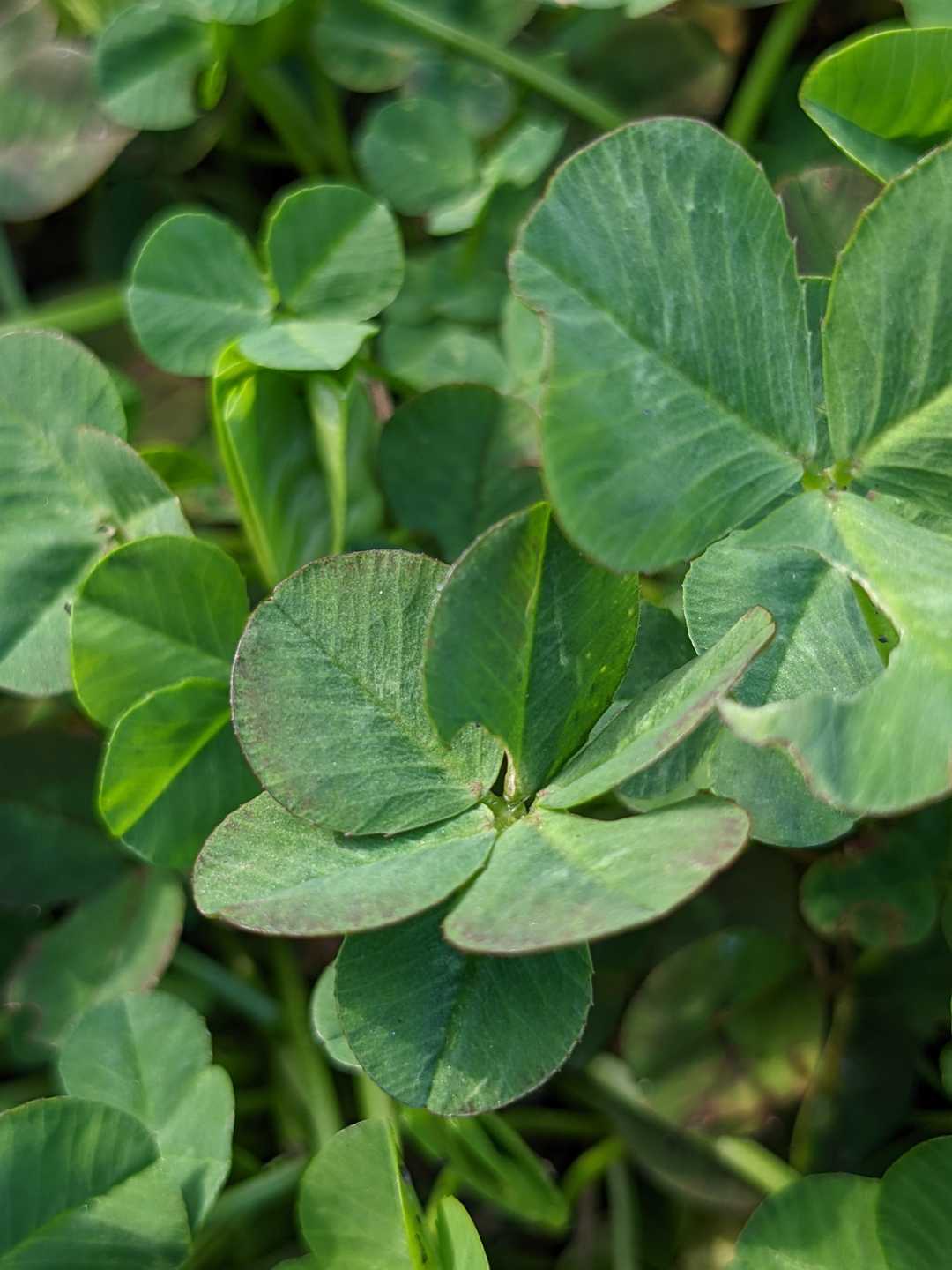 みっけ！
六葉🍀