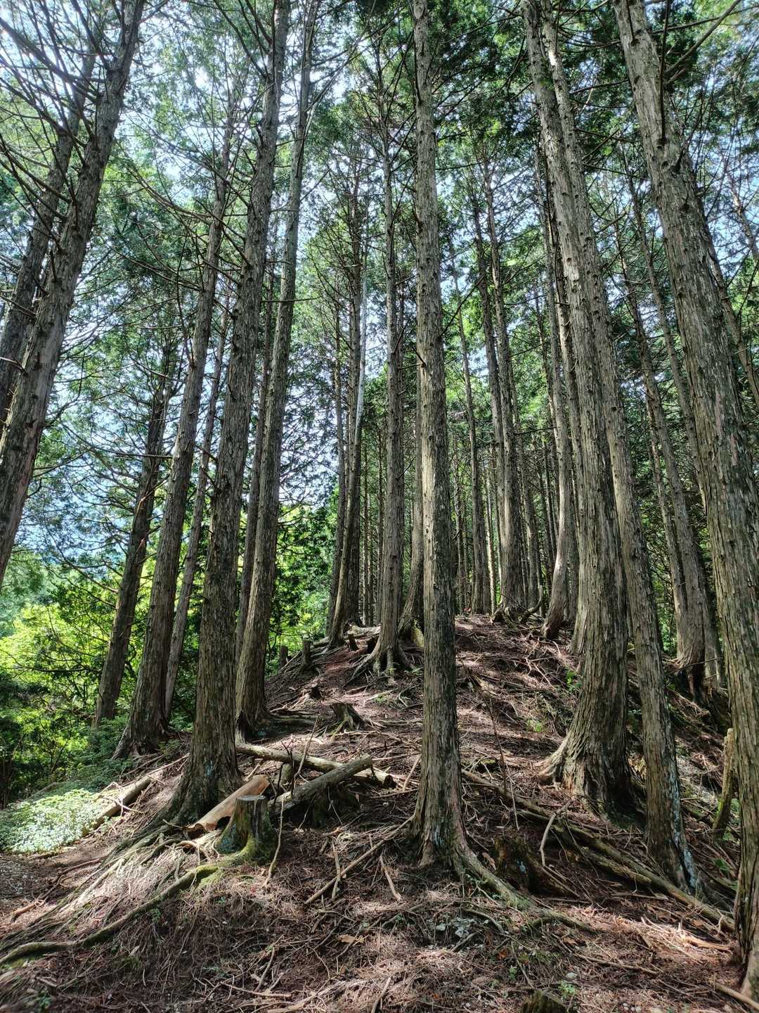 橡尾峠-カガマシ山-橡尾山 周回コースの写真