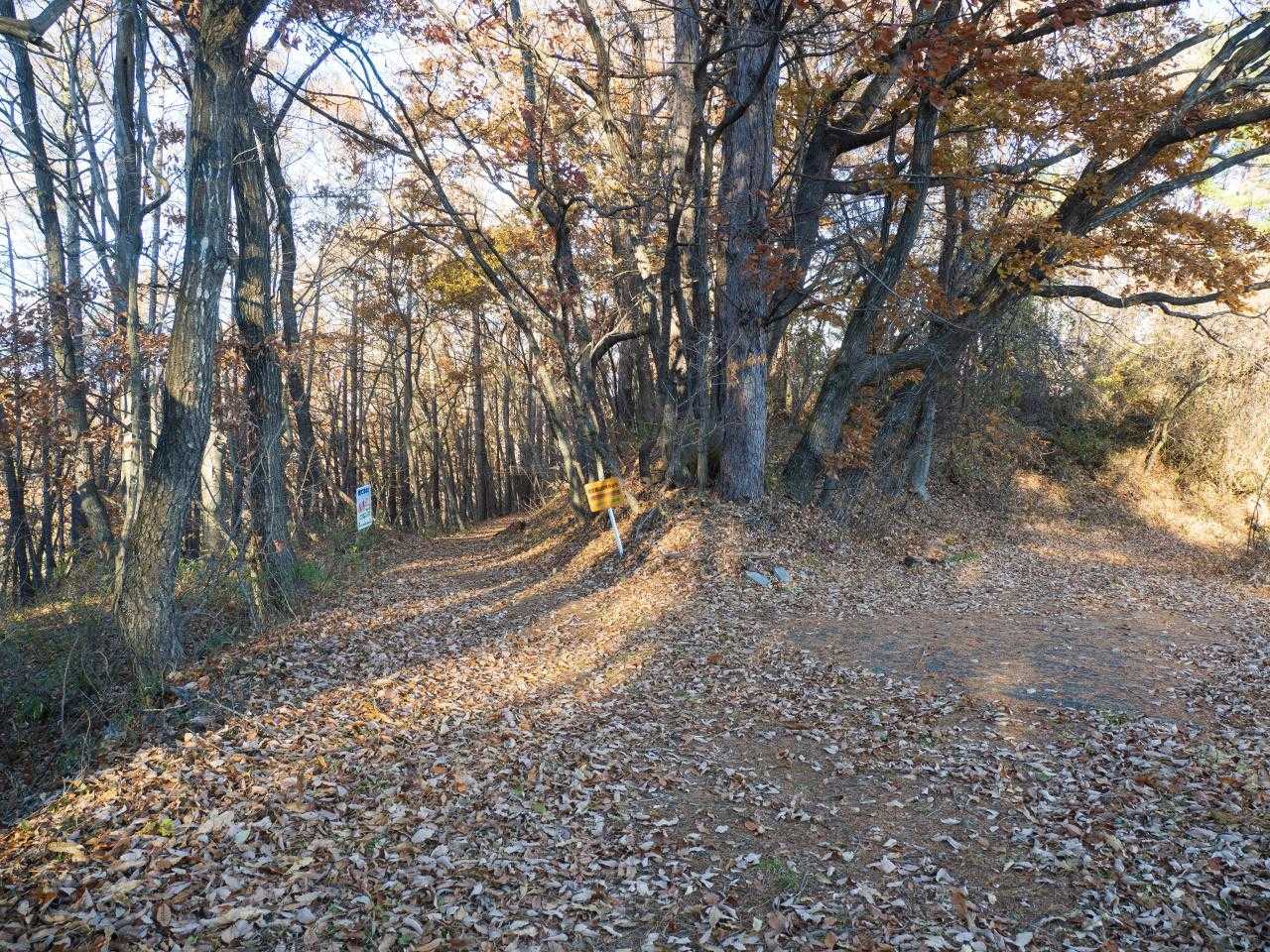 落ち葉の林道