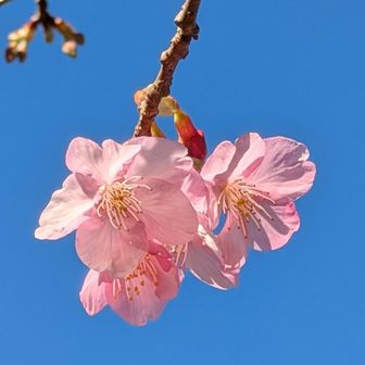 ほんのり赤みを帯びた白で
薄花桜！？