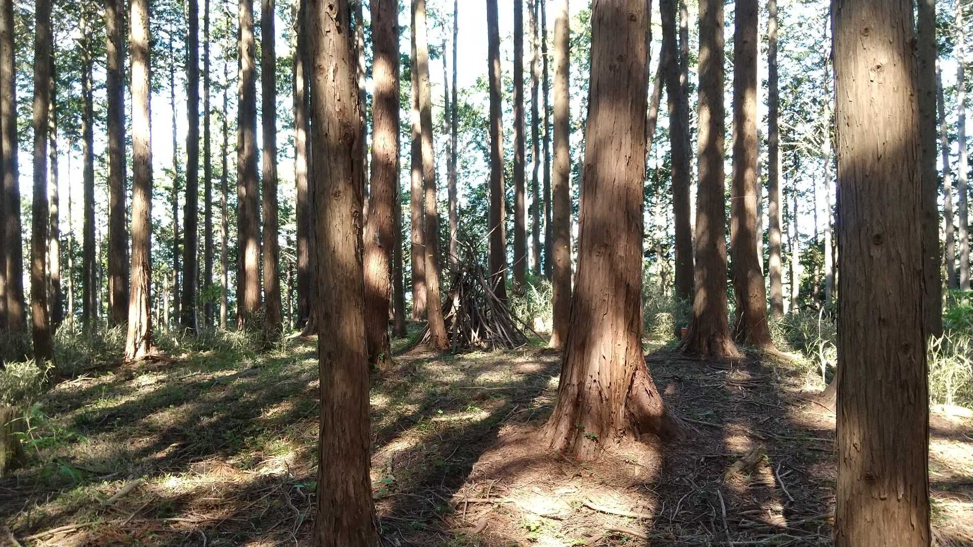 孫山の写真