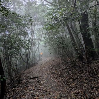 雰囲気のいい道。雨だけど。