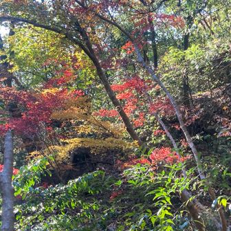 まだ緑色なのもあるけど、