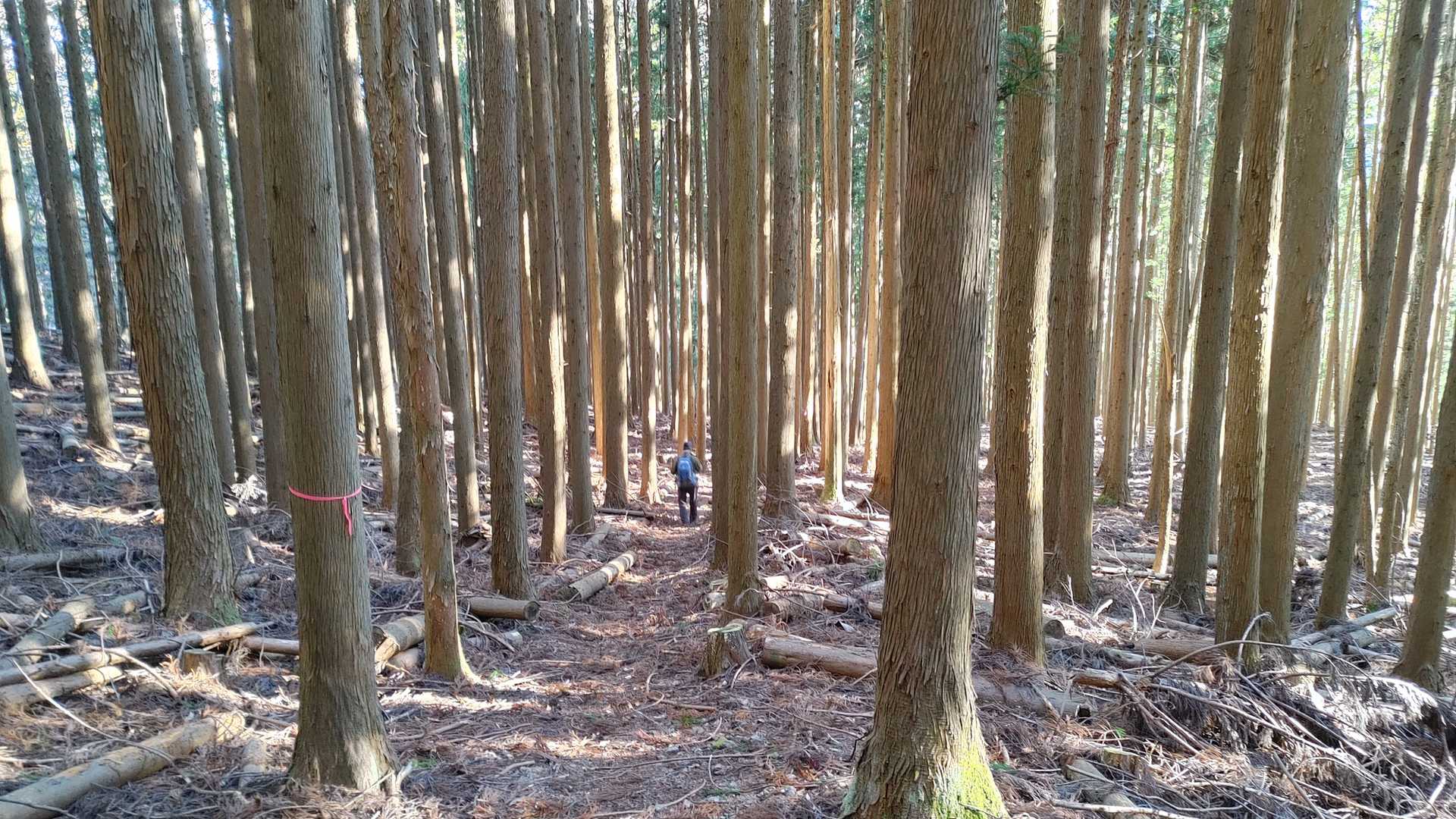 前半は明るい広葉樹林帯を進みますが後半過ぎて青いトタン屋根の造林小屋を見ると桧植林地と変わります。
