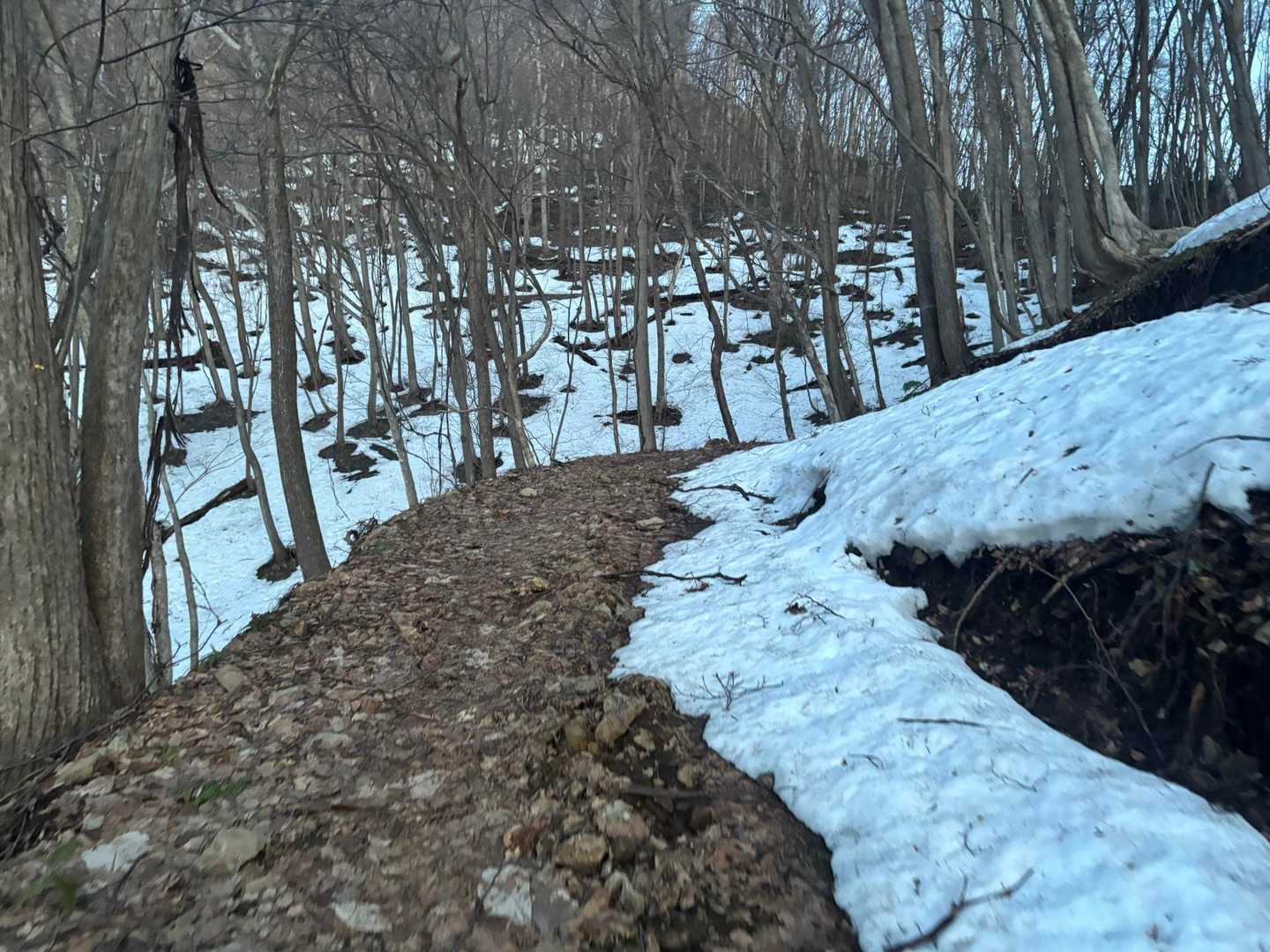 三角山-大倉山-奥三角山 縦走コースの写真