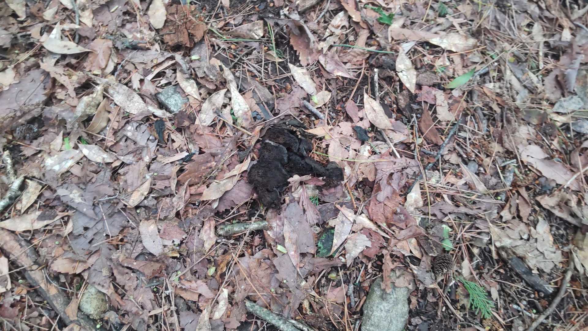 これ 🐻さんの？近くに２つあった