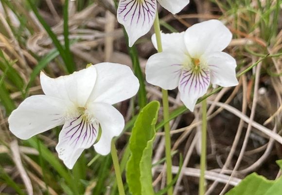 やまちゃん65｜長野県の登山記録 | YAMAP / ヤマップ