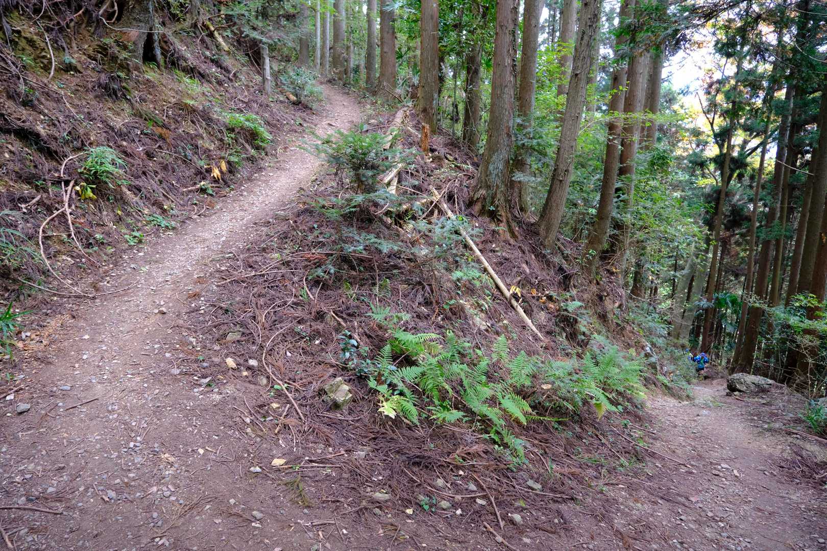 登山道へ踏み込むと、ほどなくつづら折りの急登となる。ウォーミングアップには少々厳しい道程だ。