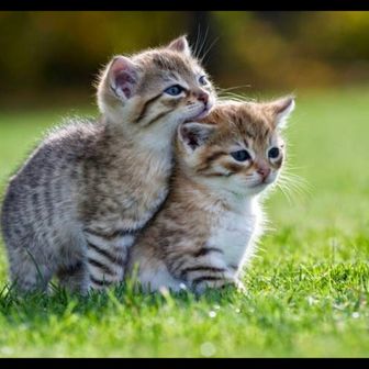 yasurin  🐈🐶🐾