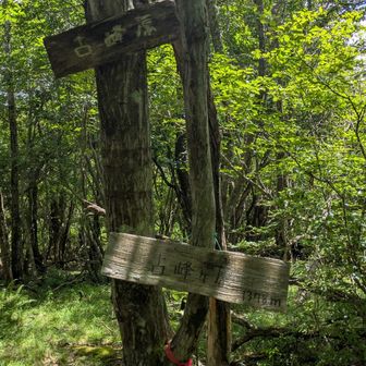 行きに通り過ぎた古峰ヶ原（眺望なし）