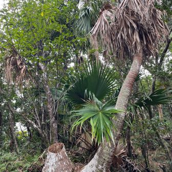 木の幹が空洞になってる。かっこいい