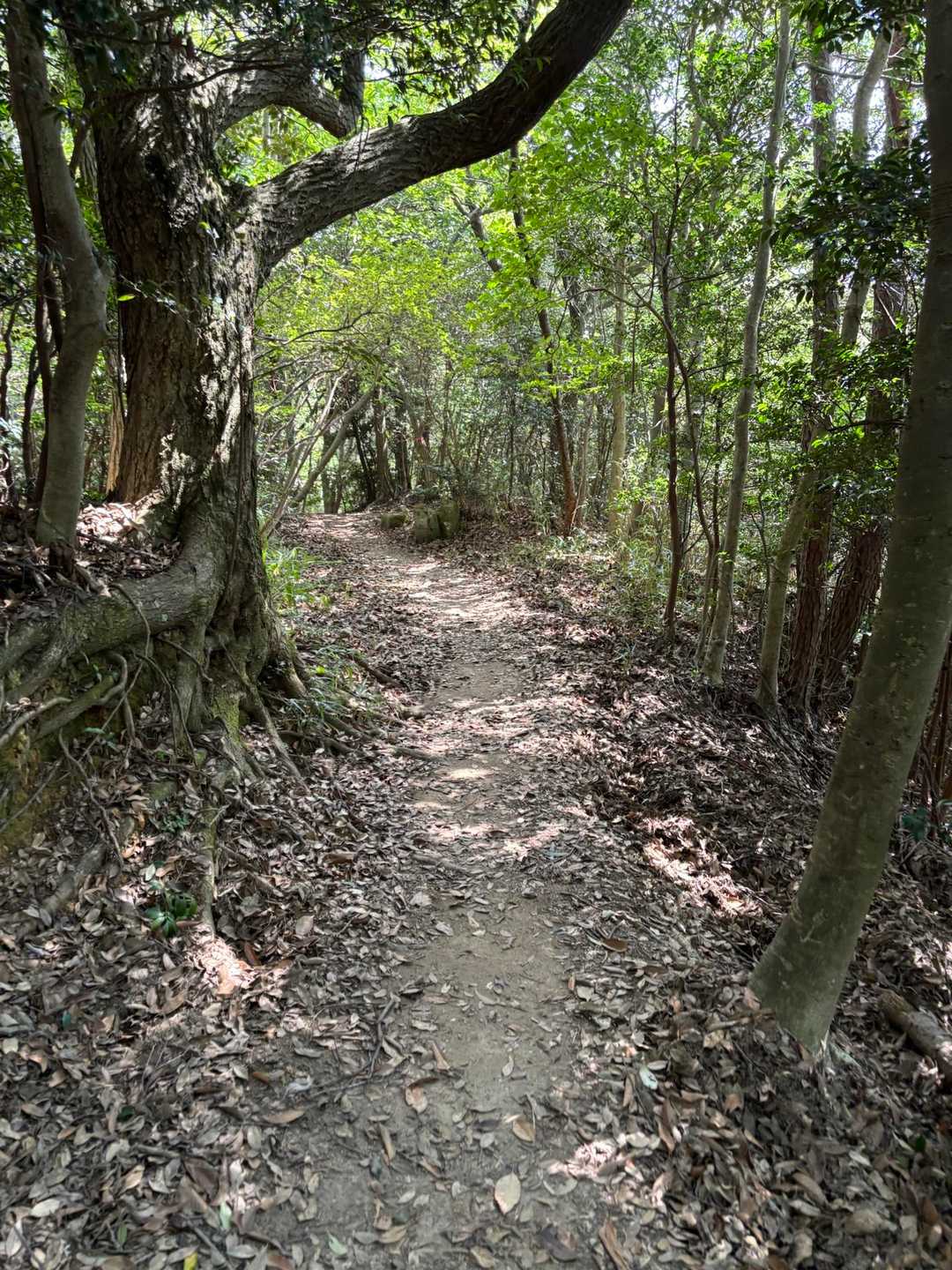 続いて再度山へ向かいます