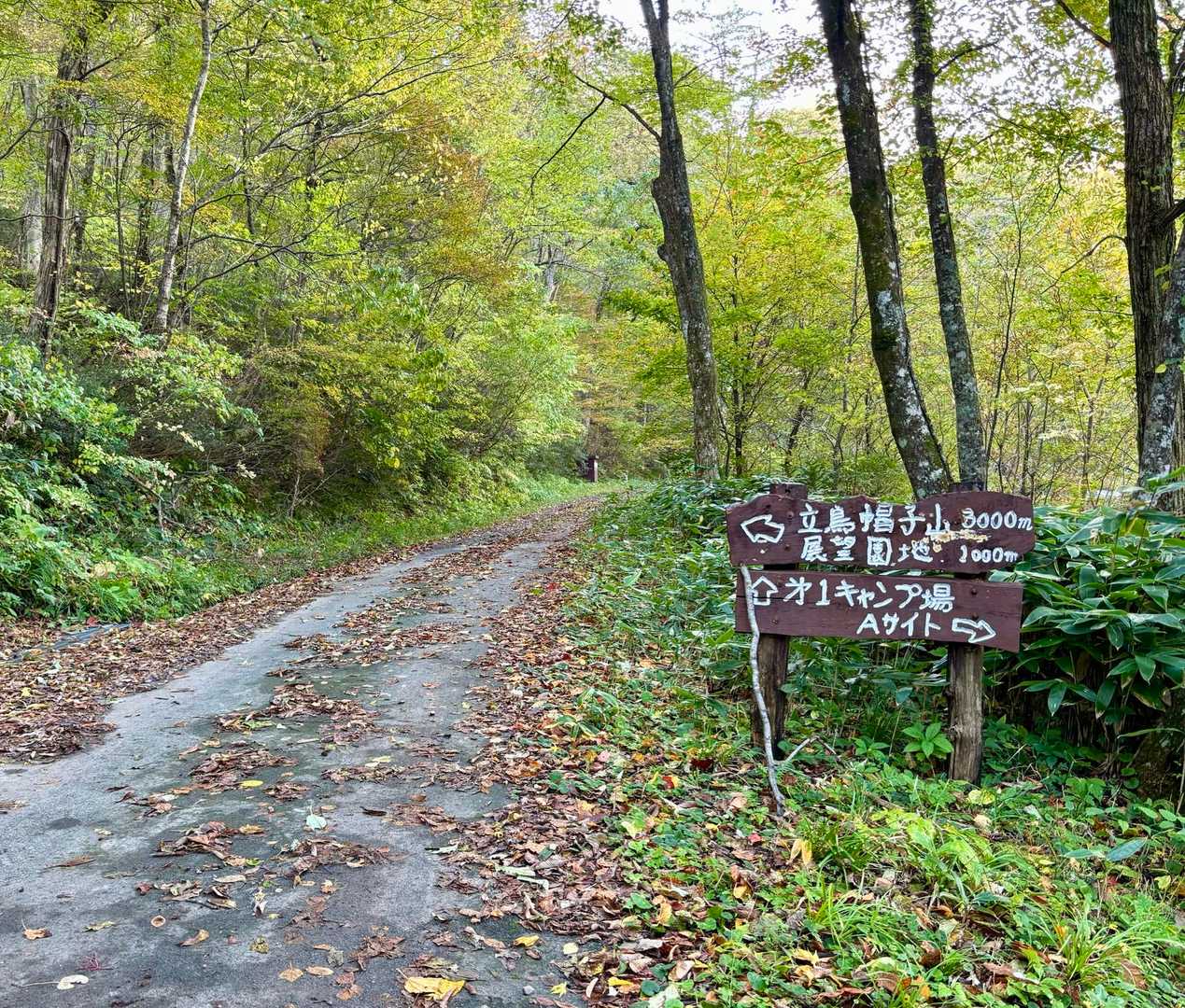 青い葉が目立ちます
公園センター付近はこれからですね♪