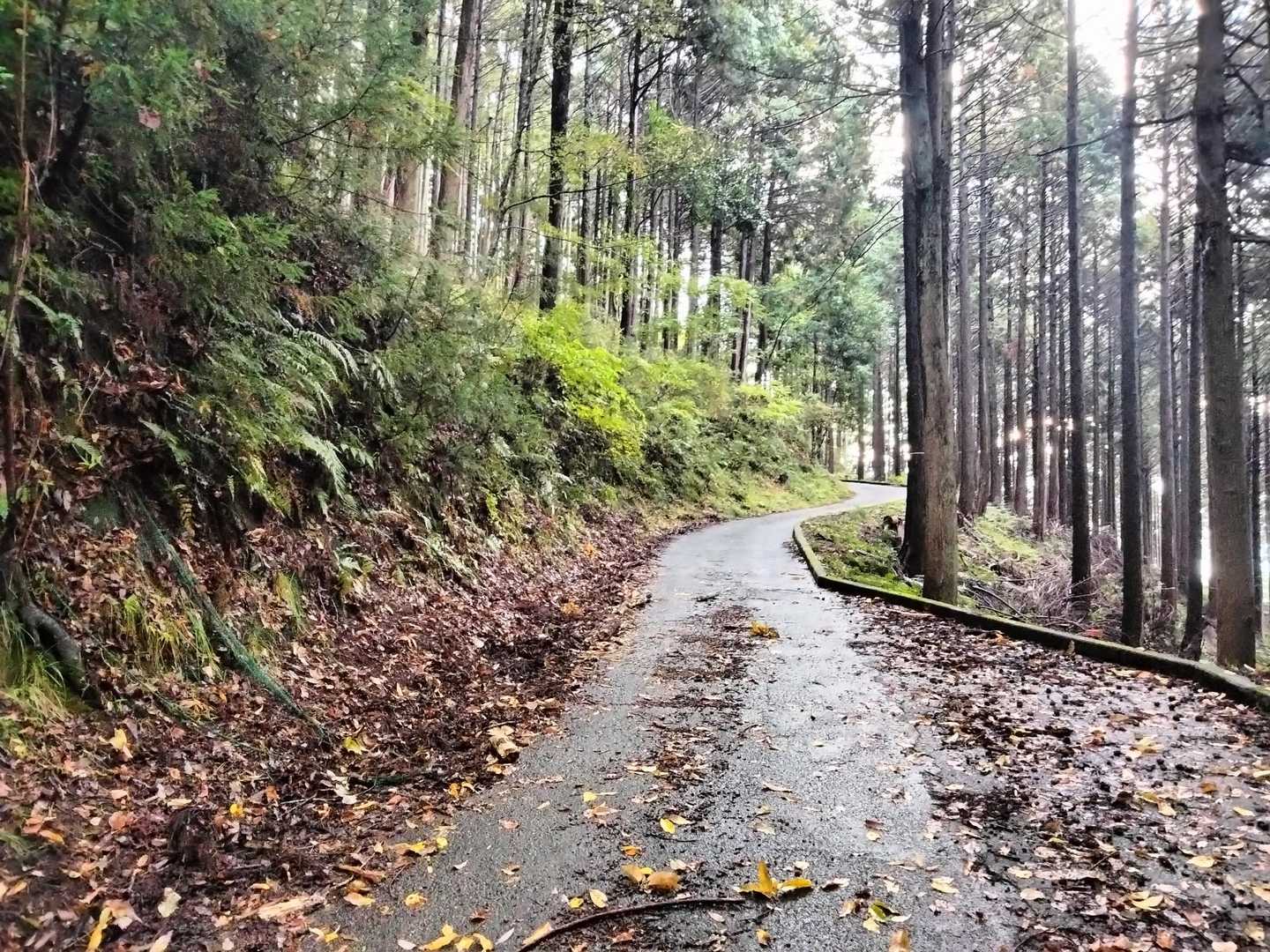 最初は林道…おじさんは5キロまでは飽きずに我慢出来るよ😁