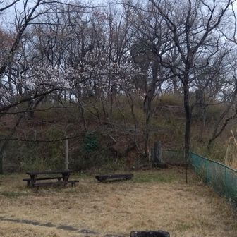 こんもりした所が山頂のようですが場所柄？そこには行けませんでした