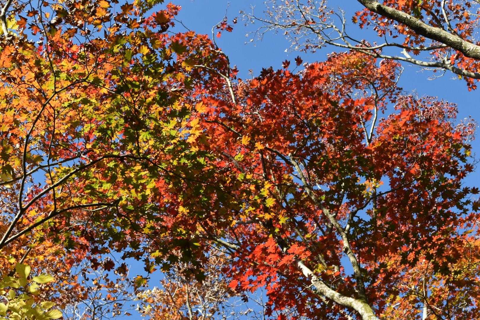矢岳ㇸ登る途中の紅葉ポイント。