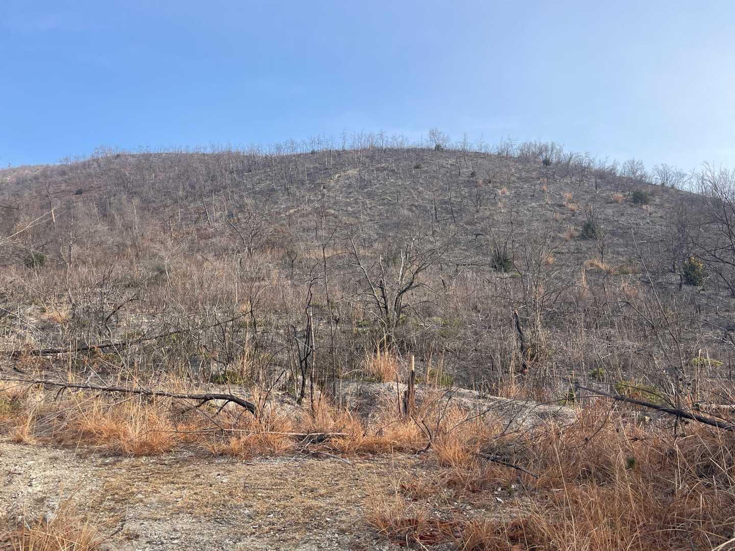 えっ、焼けてハゲ山になってます😲
ネットで調べたら、2023年の3月に山火事が有ったようです🔥😱
幸い、ハゲ山には登らずに、枯れ沢沿いを登って行きました😅