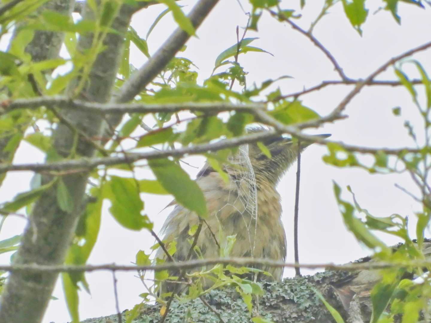 あれは？
ヤマゲラかなぁ。
