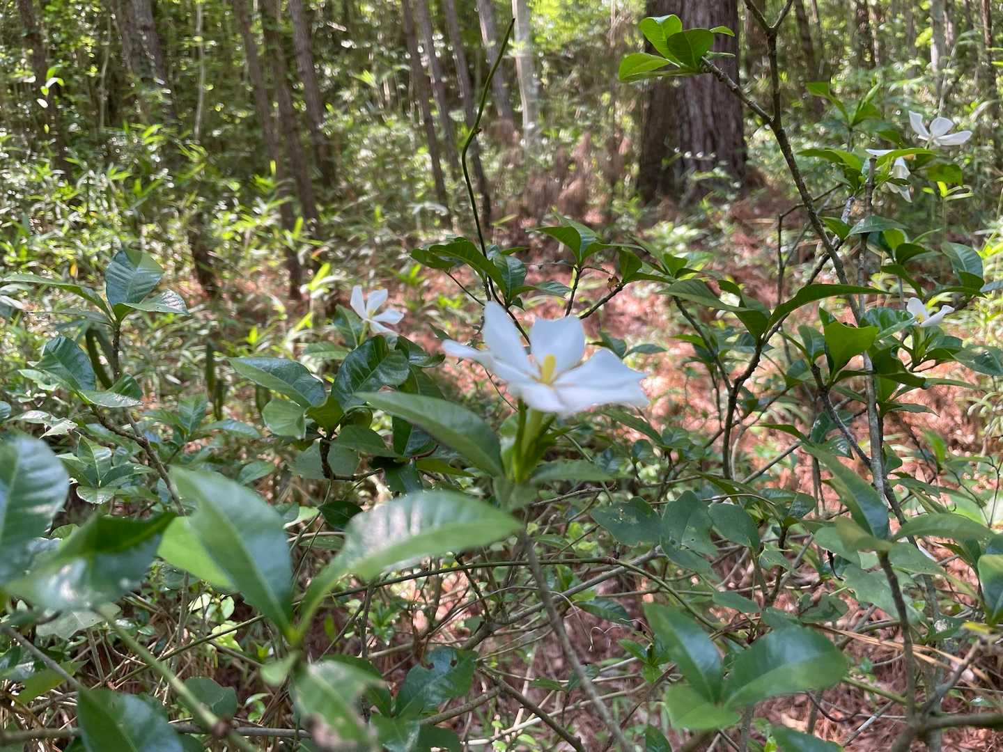 龍ノ口山登山口-龍ノ口八幡宮 往復コースの写真