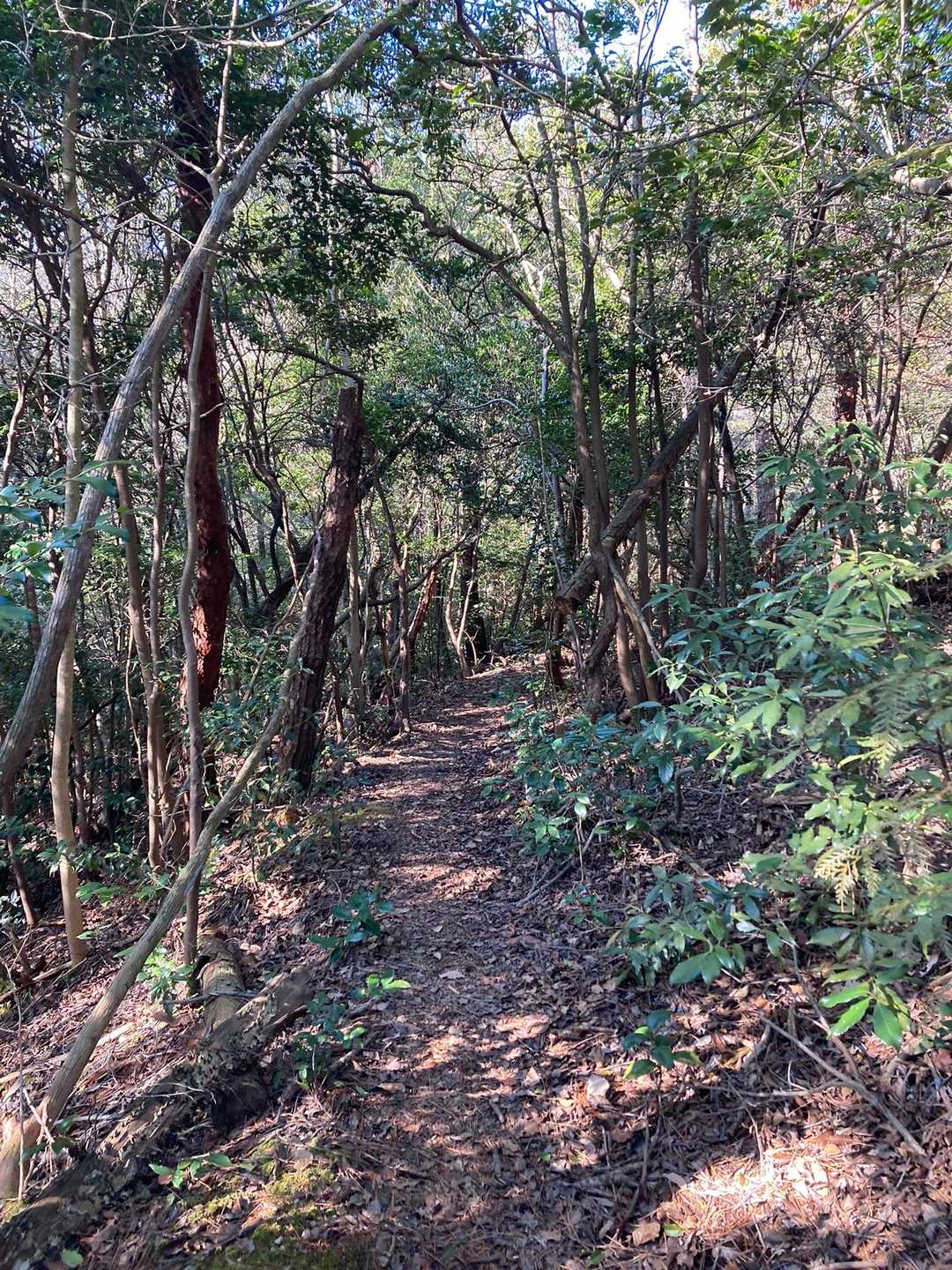 こんな気持ちいい山歩道