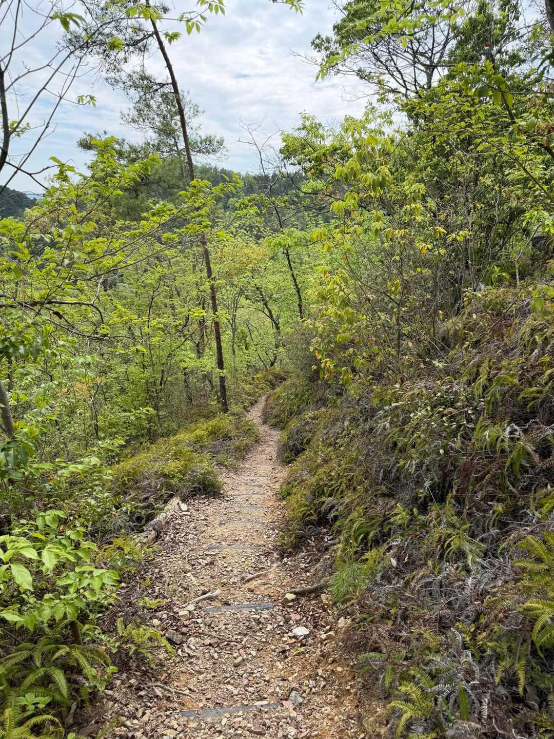 鬼飛山-八坂山 周回コースの写真