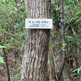 寺山山頂、こちらも見晴らしはなし