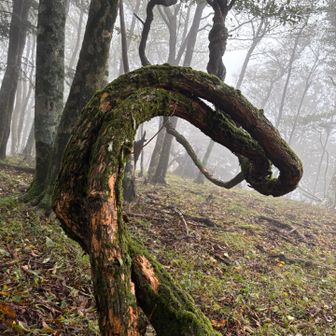 この木、枯れていないんです！