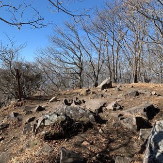 で、金ヶ岳到着。