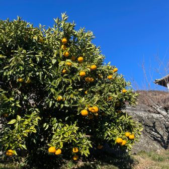 静岡よく見かける