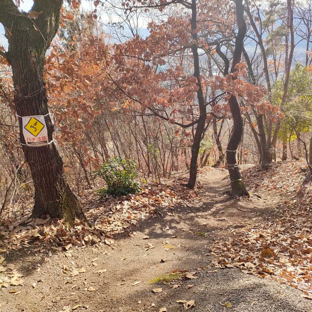 きれいに掃いて下さった方、（あの方かな？）助かります！
有難う御座いました🙇

先週、葛尾下山するとここの少し上で倒木あり、通れなくなってたんだけどそれも跡形もなく片してくれて、、管理人の方かな？
感謝です‼️
私もやらなきゃいかんな、、