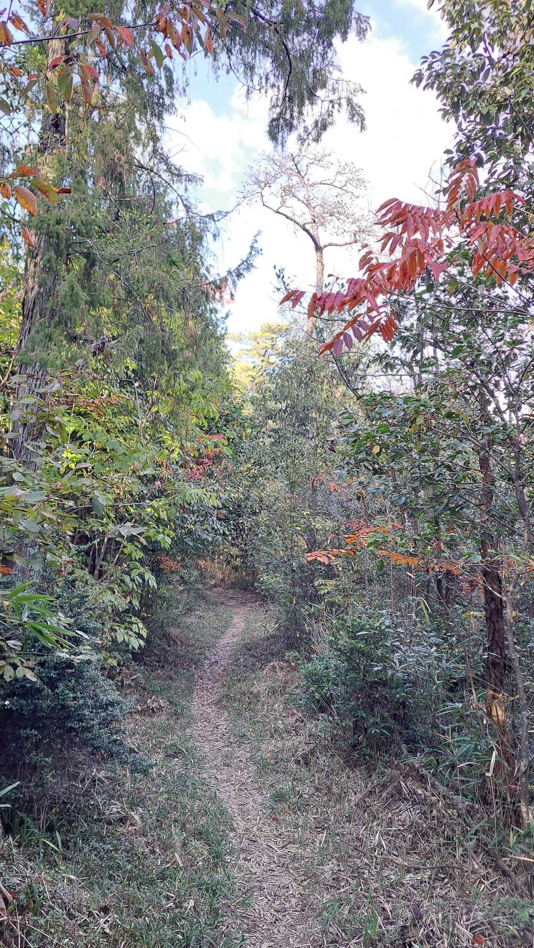 日差山-江田山-鷹ノ巣城跡-仕手倉山 周回コースの写真