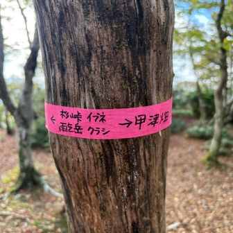 次は杉峠を目指します♪