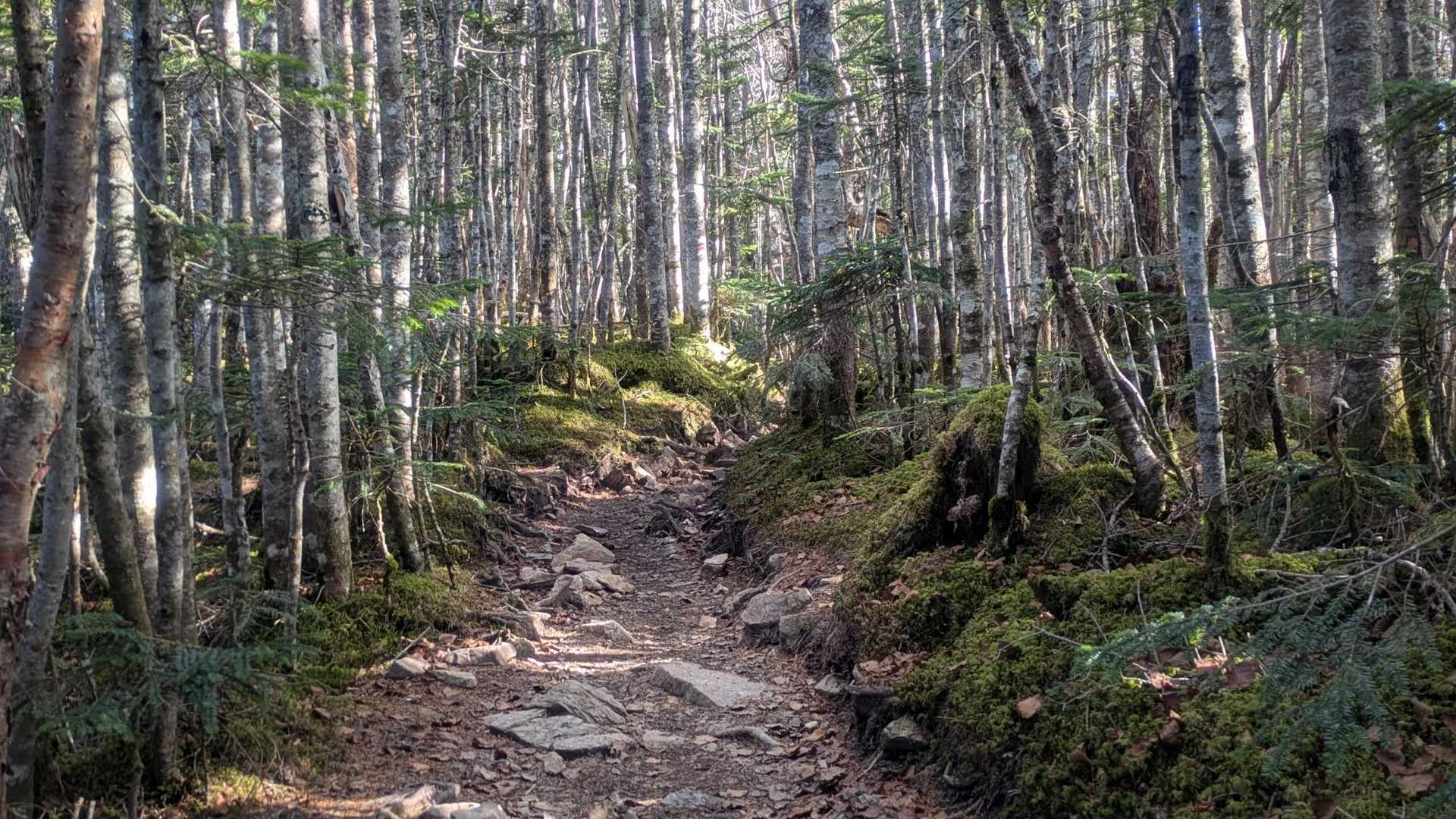 何十年ぶりかで登った金峰山　今日歩けた事に感謝です🤗もう少し歳を重ねても　歩いてみたい大弛峠からの山々でした😊　今日もお付き合いをありがとうございます💕