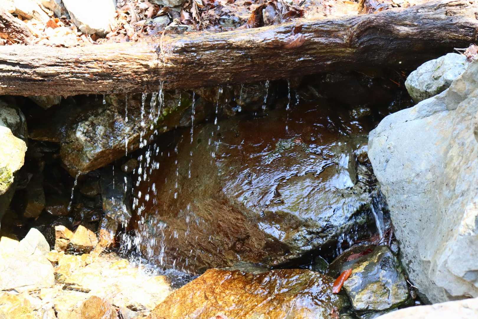 沢の水。