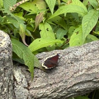 そうそう、あやうく大事な話を忘れてしまうところ……

さまざま日記に目を通しているうちに、
必ずや虫を手に取り、可愛がるなどするシーンをレポートする者たちが在ることに気づく

なんと羨ましいスキルセットであろうか

私も可愛ゆすを得んとて、この旅の折にふれ、
小さきものたちを捕獲しようとトライを繰り返しておったもの
鼻息が荒すぎる故なれば、近づくだけで逃げておやる

何ということか！
いっかな捕まらんではないか！

あれは風の谷の姫さんの末裔にしか、得難い能力なのか……。
口惜しさにキーッてなる！

……その浅ましさ故にダメなのであろ┐(´д｀)┌