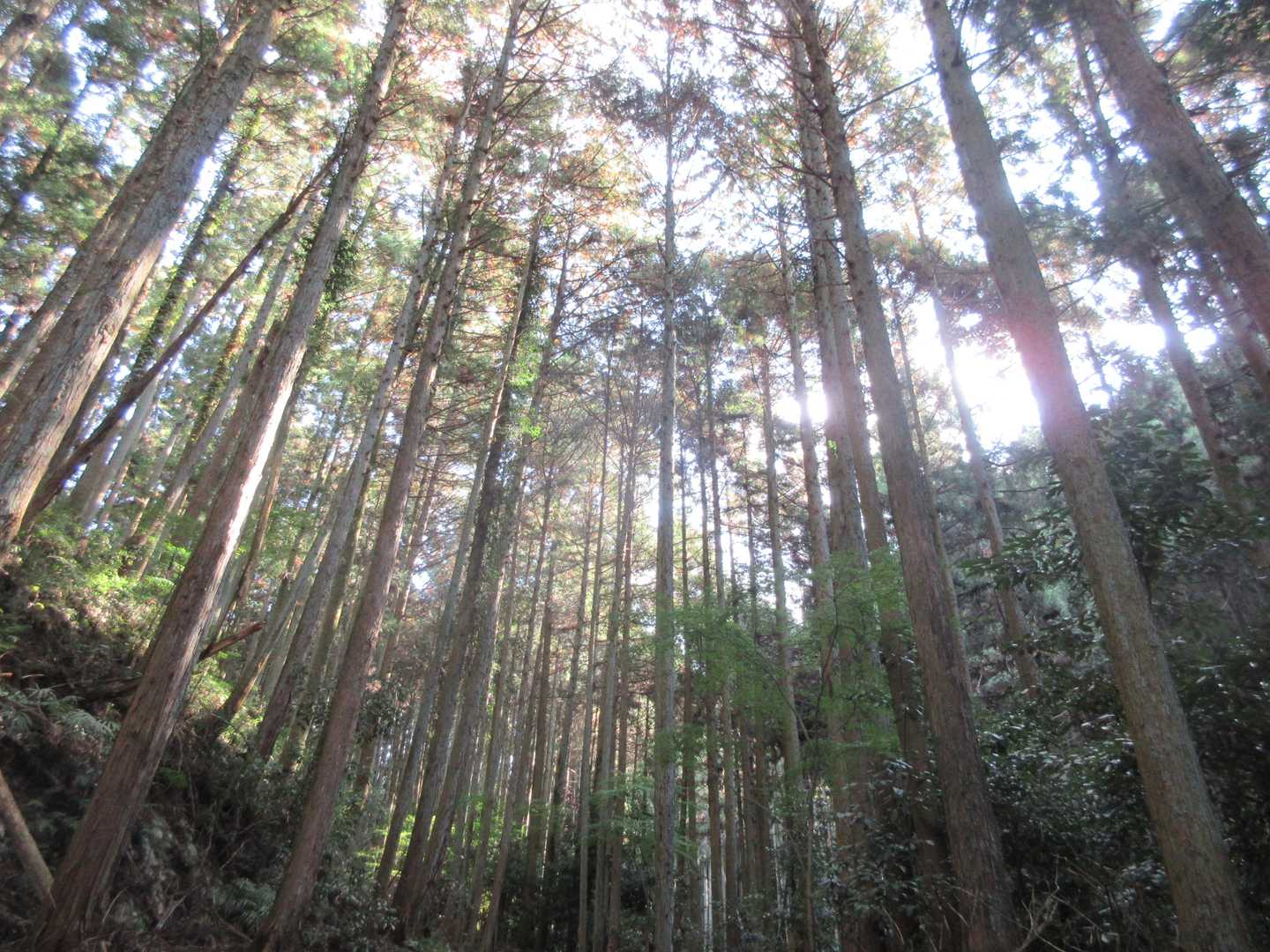 壺阪山駅-高取山-高取城跡入口-高取城登山道入口-壷阪寺前 周回コースの写真