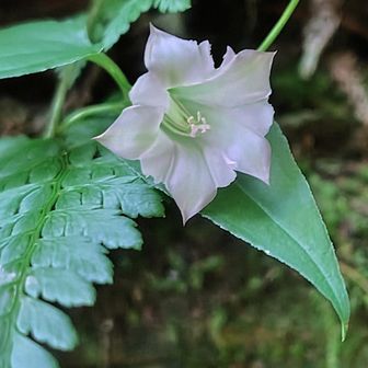 ツルリンドウ白花