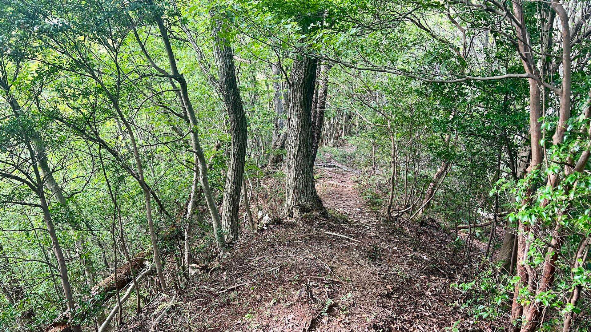 竜門山登山口-竜門山 往復コースの写真