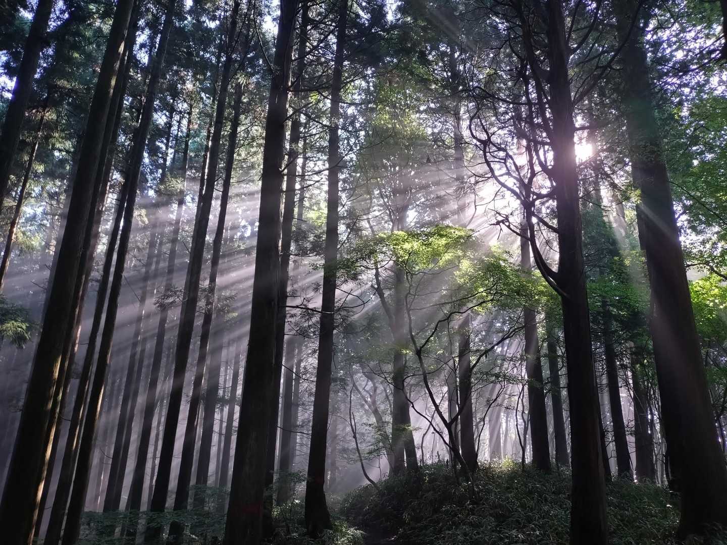 金剛山-金剛山山頂売店-金剛山葛木神社-水越峠バス停 縦走コースの写真